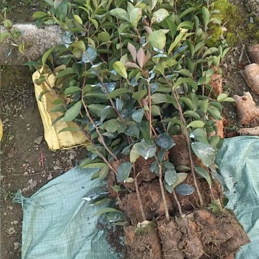 梧州油茶苗 高产软枝油茶实生苗、