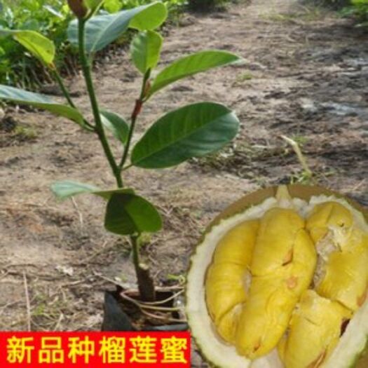 灵山县 榴莲苗水果苗蜜甜榴莲农业种植果苗