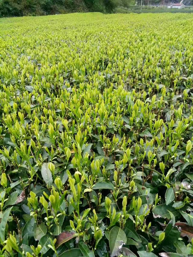 越乡龙井茶 山农茶叶《龙井茶》