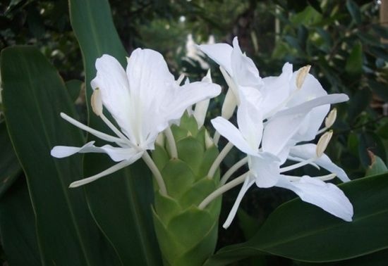 射洪市百合花 姜百合