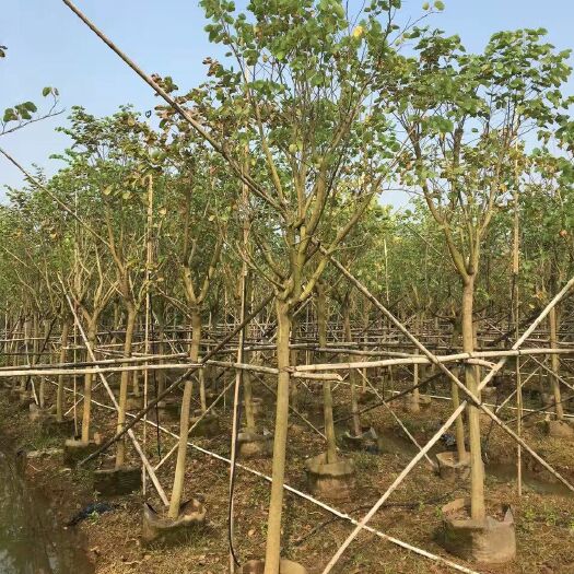 宫粉紫荆价格 - 批发宫粉紫荆树苗，普宁欣景洋紫荆种植基地