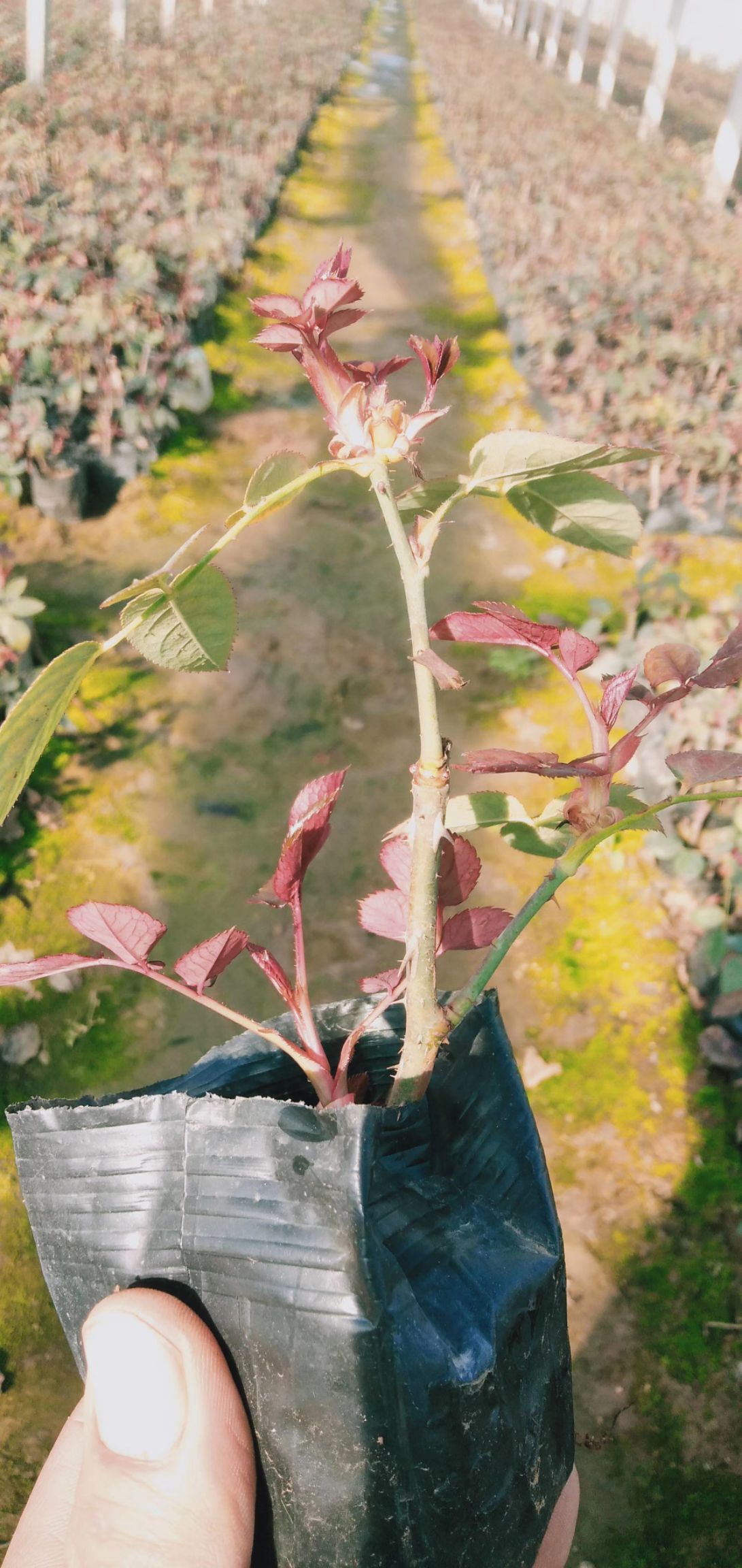  大花月季，卡罗拉月季大苗，月季苗