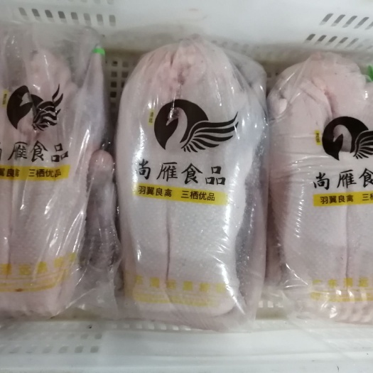 清远 出口棚通鹅