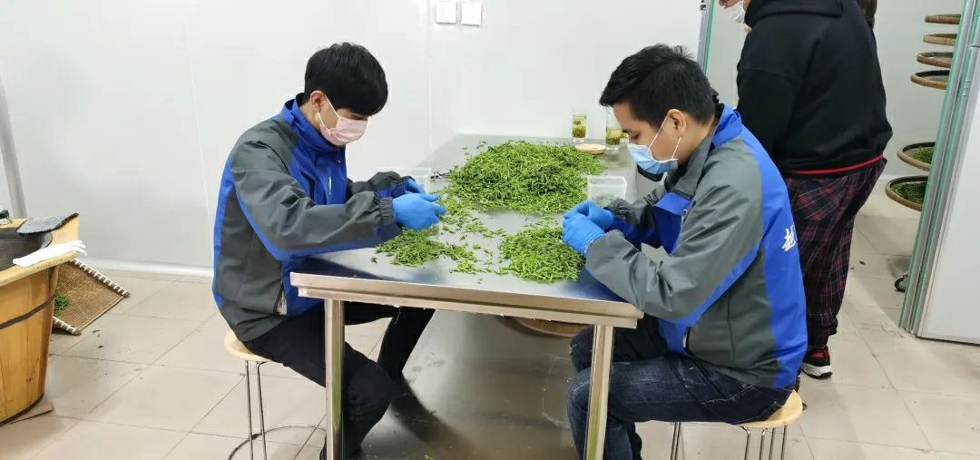 越乡龙井茶 山农茶叶《龙井茶》