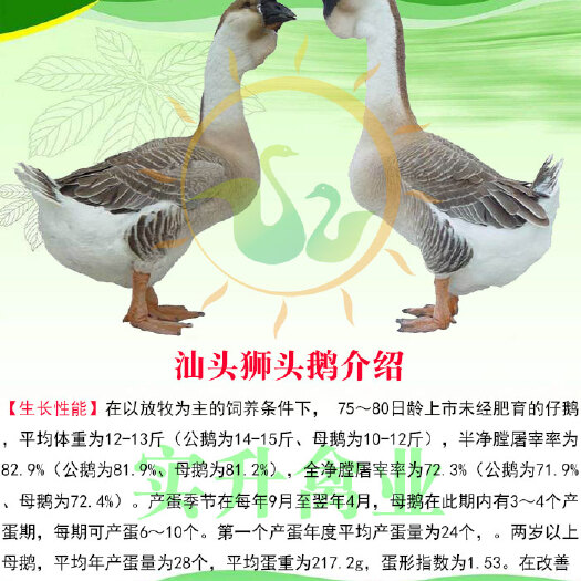 南宁狮头鹅苗 汕头狮头鹅