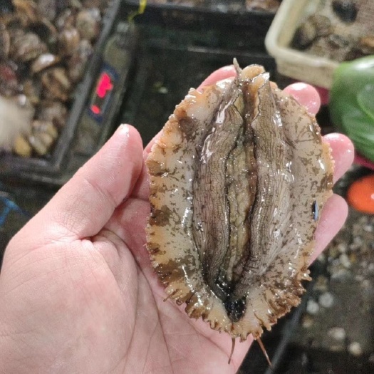 漳浦县 鲍鱼
