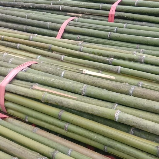 耒阳市黄金竹，金竹，菜架竹，产地直销