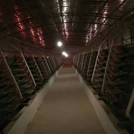 鹿寨县黄羽鹌鹑蛋 食用 箱装