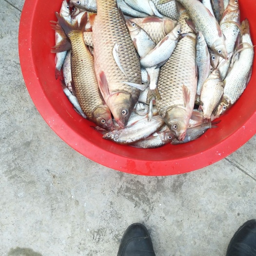 庐江县鲤鱼