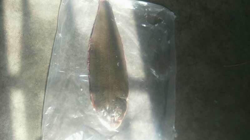 潍坊冷冻龙利鱼 龙利鱼，鳎目鱼，鳎米鱼，各种规格，一手货源