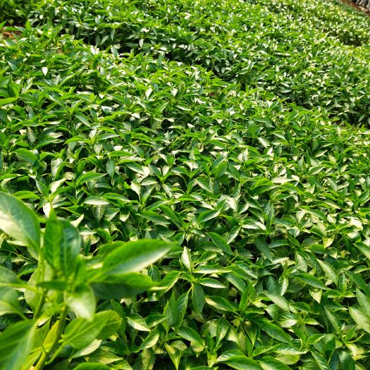 宿州青椒苗  优质的一代种苗有辣椒苗线椒苗茄子苗西红柿苗各种优质品种