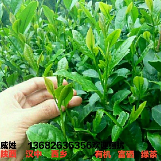 西乡县汉中炒青 鲜爽口粮茶   健康茶