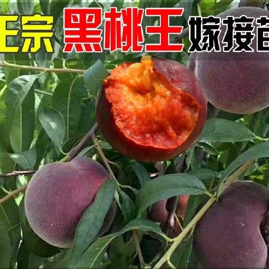 平邑县黑桃苗  新品种特大早熟 黑桃皇后  
地栽盆栽都可全国都可种植