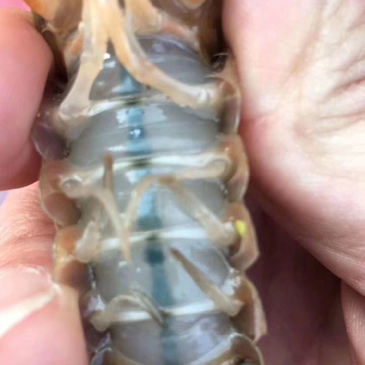 重庆市中国龙虾 456中虾大量出货
