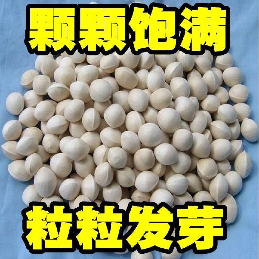 沭阳县山杏种子 新鲜银杏种子白果种籽可食用银杏白果树种绿化苗观赏型四季易种植