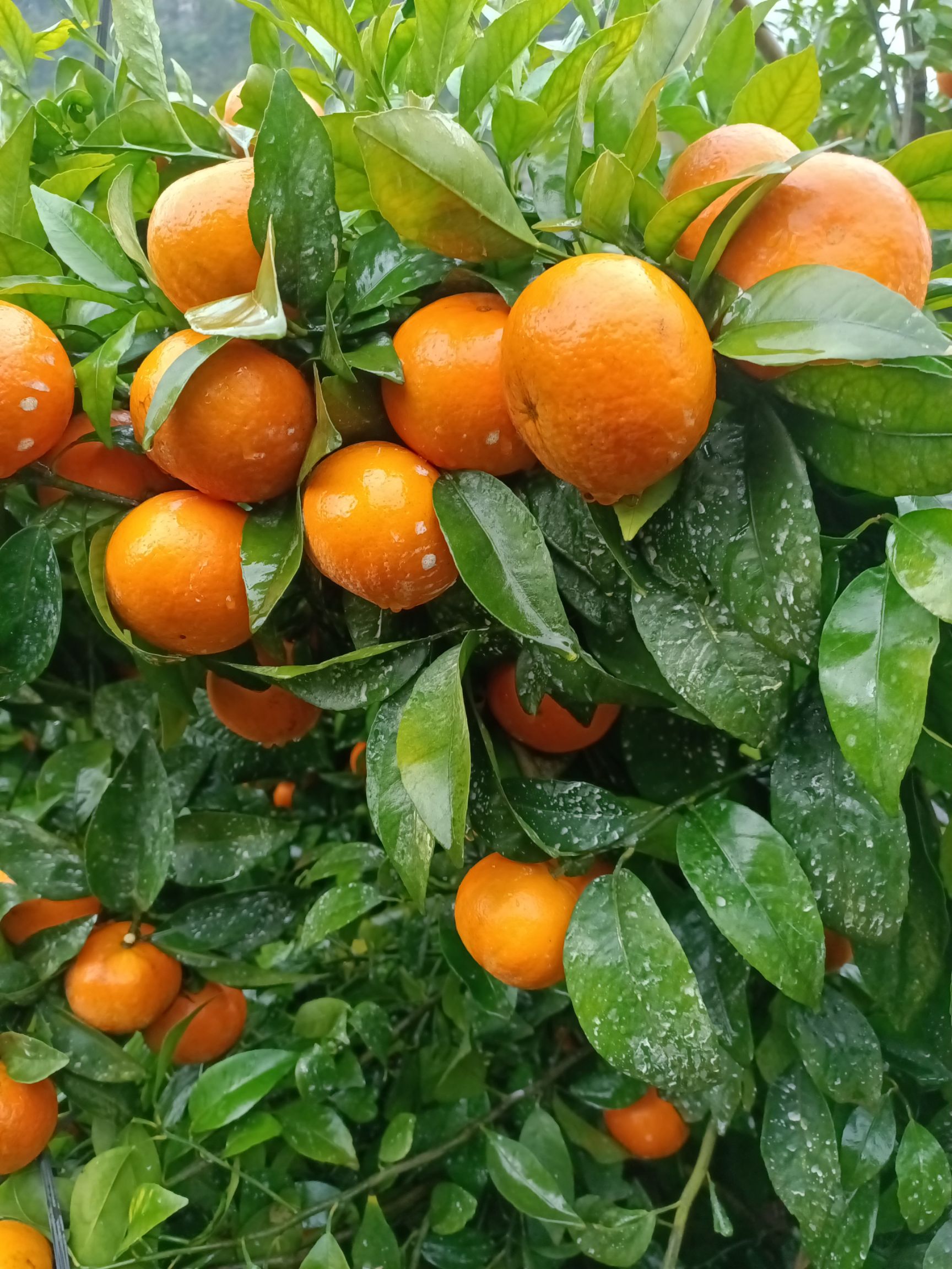 沙糖桔 2.5 - 3cm 1两以下