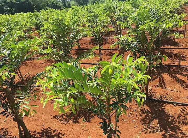 奇楠沉香树  嫁接奇楠沉香苗，珍贵品种，抢手货，量大批发