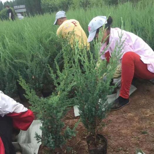 铁岭县 桧柏沈阳桧 丹东桧桧柏苗 桧柏球