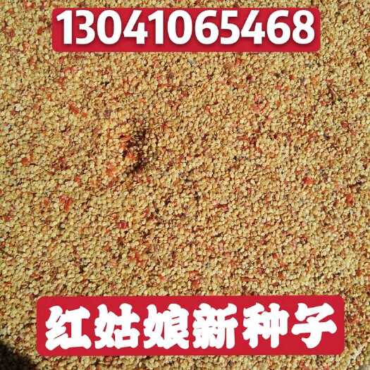 蔚县姑娘果  锦灯笼（）种子，23年新籽发芽率高种植经济效益高