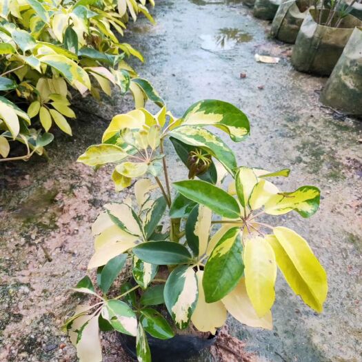 漳州 澳洲鸭脚木