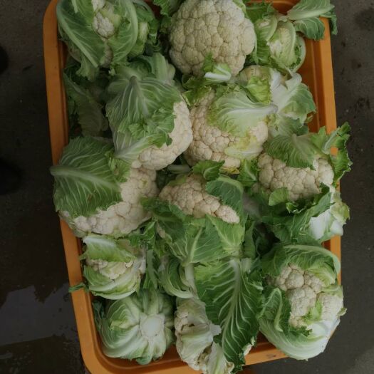 云梦县白花菜花 紧密 湖北省孝感市云梦县 2~3斤