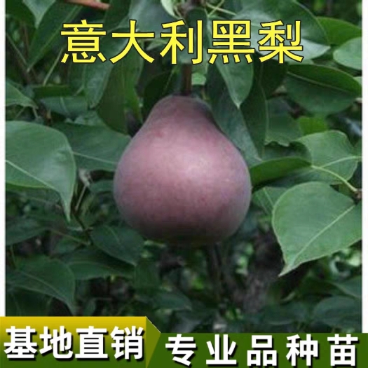 平邑县意大利黑梨苗 当年结果苗，个头大，口感好，包品种，包成活。基地直供