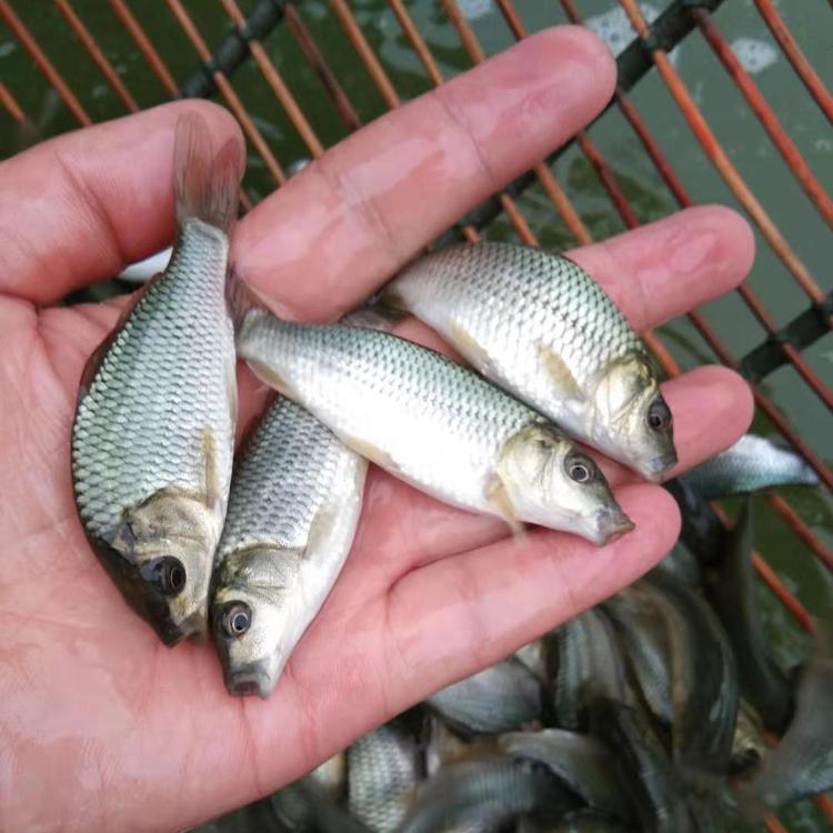 鲫鱼苗  鱼苗 鯽鱼鲤鱼草鱼花白鲢鱼苗 提供技术指导 支持云贵川陕甘