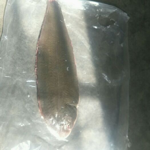 潍坊冷冻龙利鱼 鳎目鱼，踏板鱼，各种规格