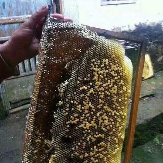 和平县 自家蜂蜜