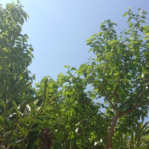 攀枝花桑葚干 桑葚