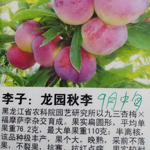 营口秋红李苗  龙园秋李，(秋红李).(脆红李)苗。