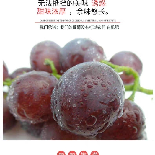 射阳县 江苏夏黑葡萄甜口