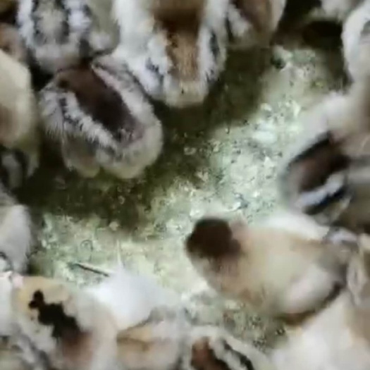 南宁土鸡苗 统货