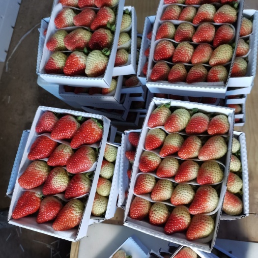 昆明圣安德瑞斯草莓 蒙特瑞