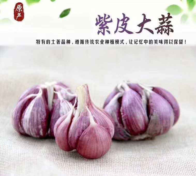  云南新鲜紫皮大蒜  支持上门看货