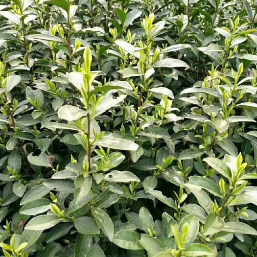 杭州龙井茶 新茶上市啦！自家山上种的明前龙井 微X:498973044
