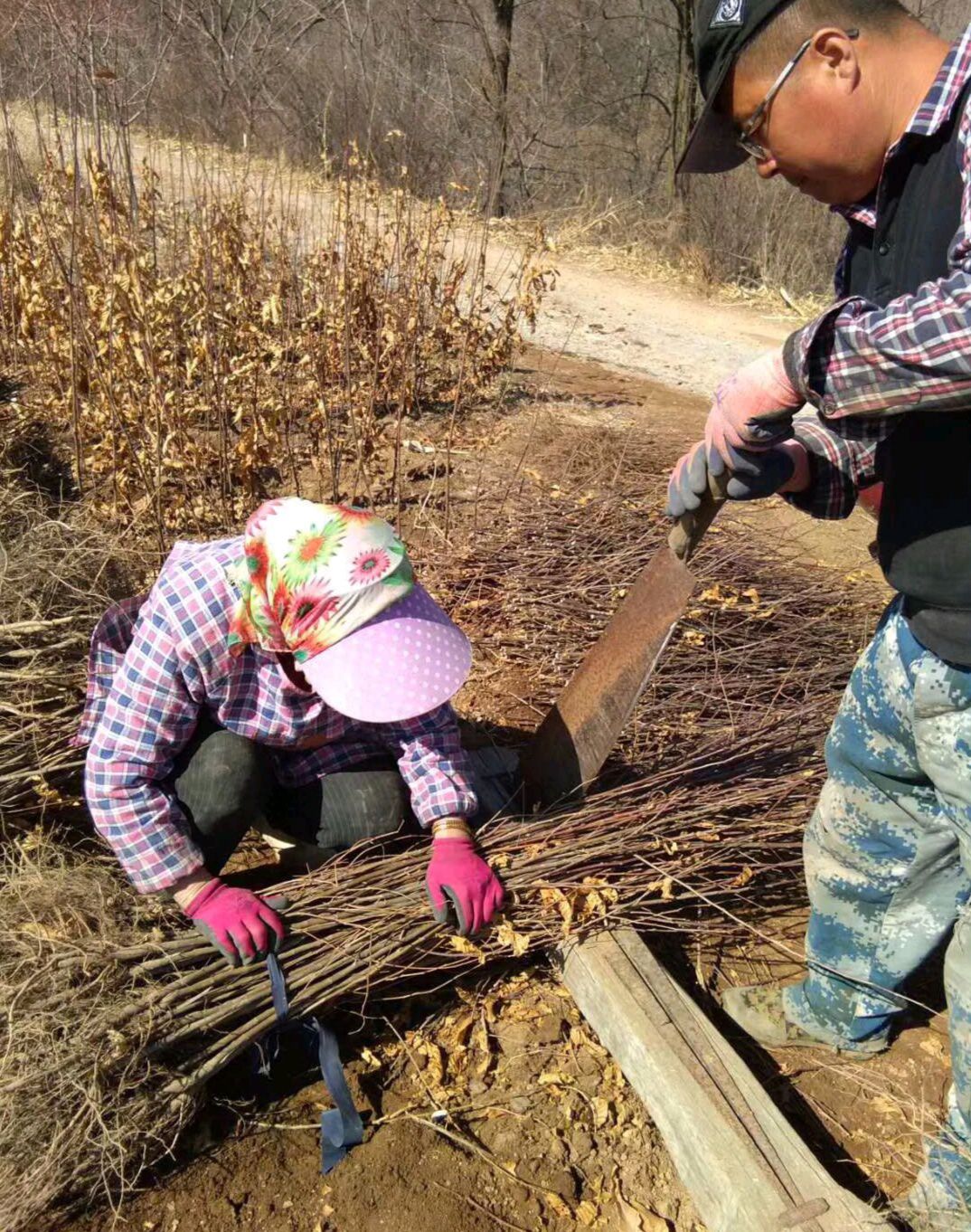  板栗苗 东北板栗