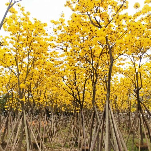普宁市 黄花风铃木多花