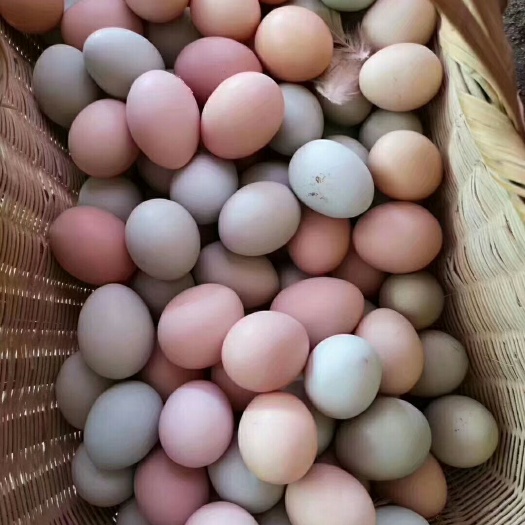 易门县农家土鸡蛋