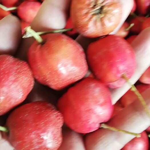 枣庄大五棱山楂 有要好五棱，联系我。价格低，东西好，硬度杠杠的。