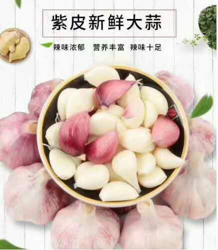 成都 云南新鲜紫皮大蒜  支持上门看货
