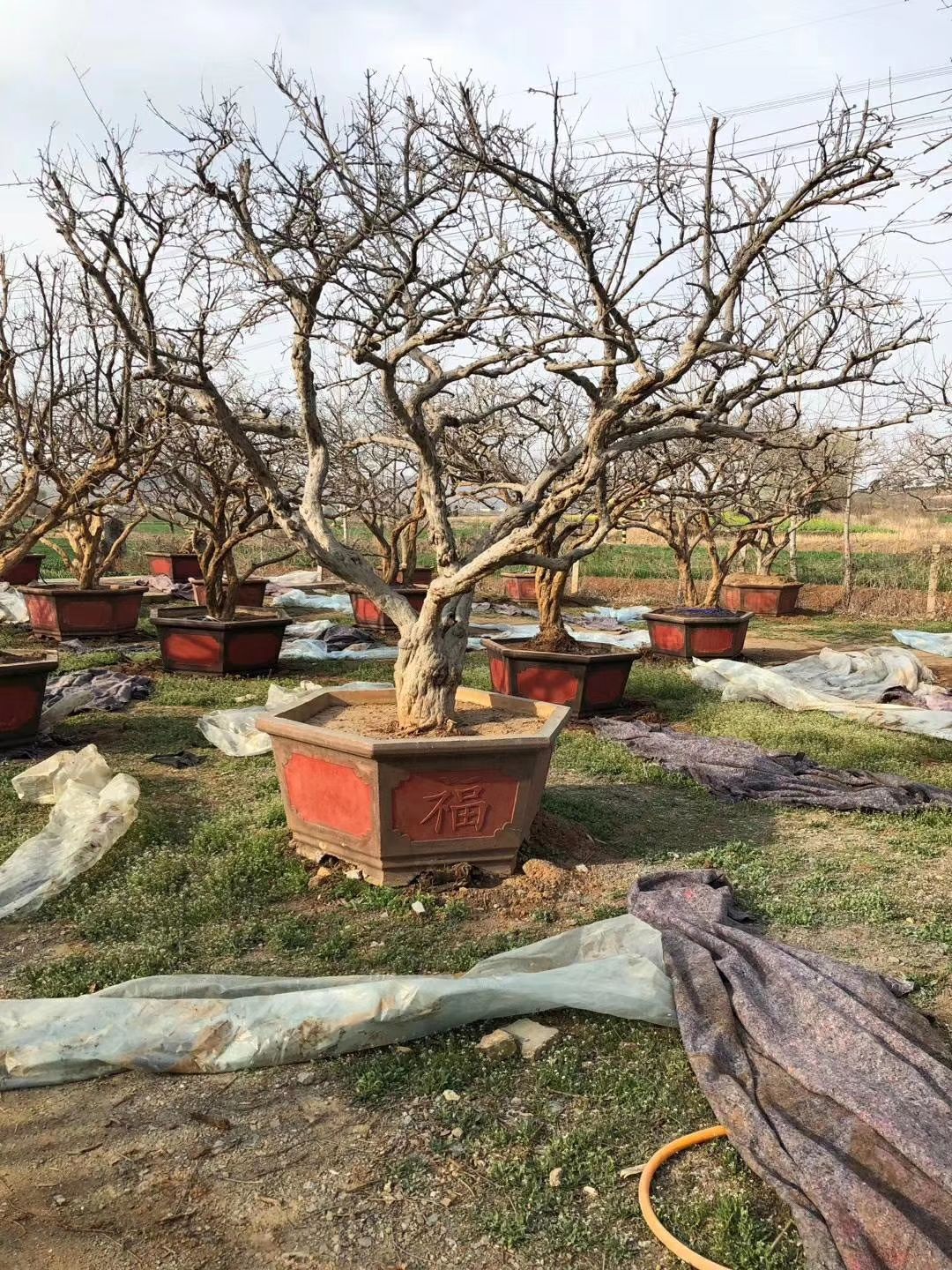 泰安造型石榴树 古桩石榴树，基地培育大量现货，欢迎来考察订购。
