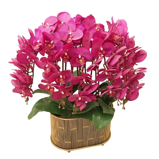 沭阳县 蝴蝶兰花苗盆栽带花苞大苗兰花苗带花剑客厅花卉观花植物室内包邮
