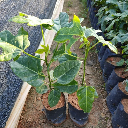 澳洲火焰木苗园林绿化观花乔木