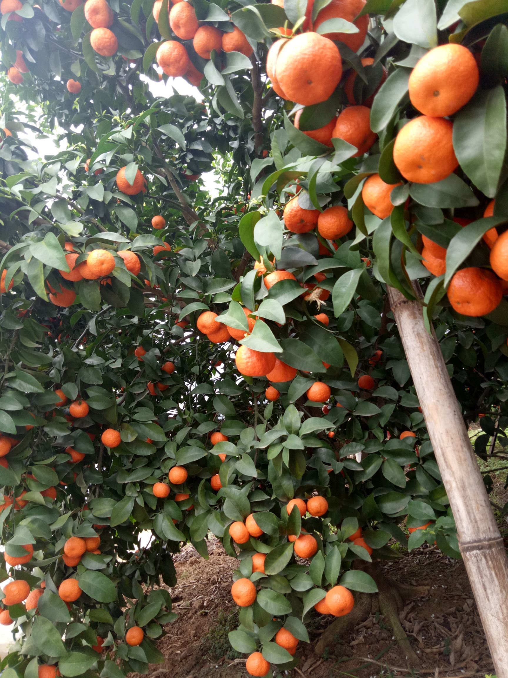 沙糖桔 2.5 - 3cm 1两以下