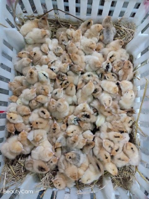 南陵县土鸡苗，公苗多多，需要联系