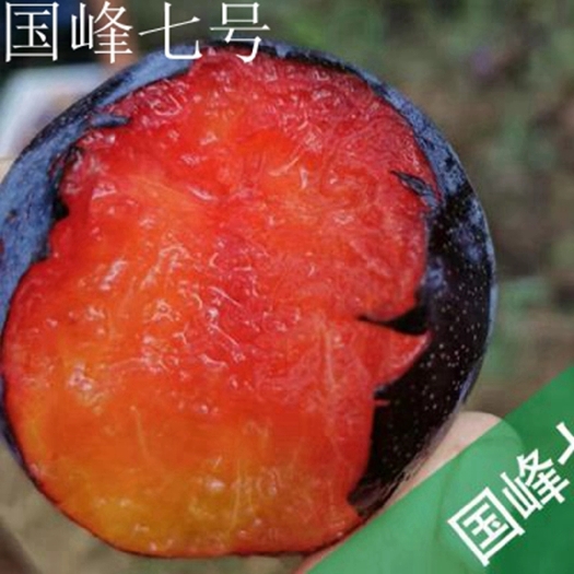 平邑县 国峰7号李子苗 高度1-1.5米 品种好 质量好