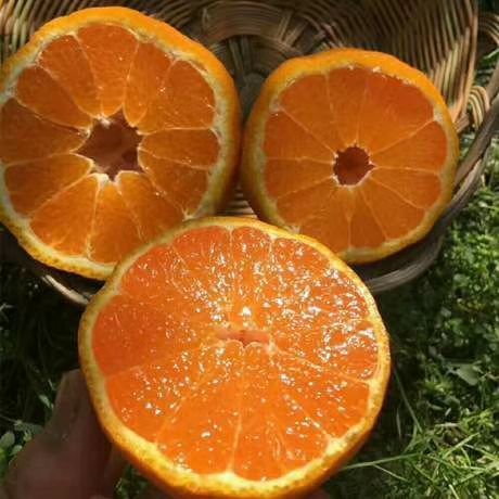 眉山耙耙柑 不知火大果