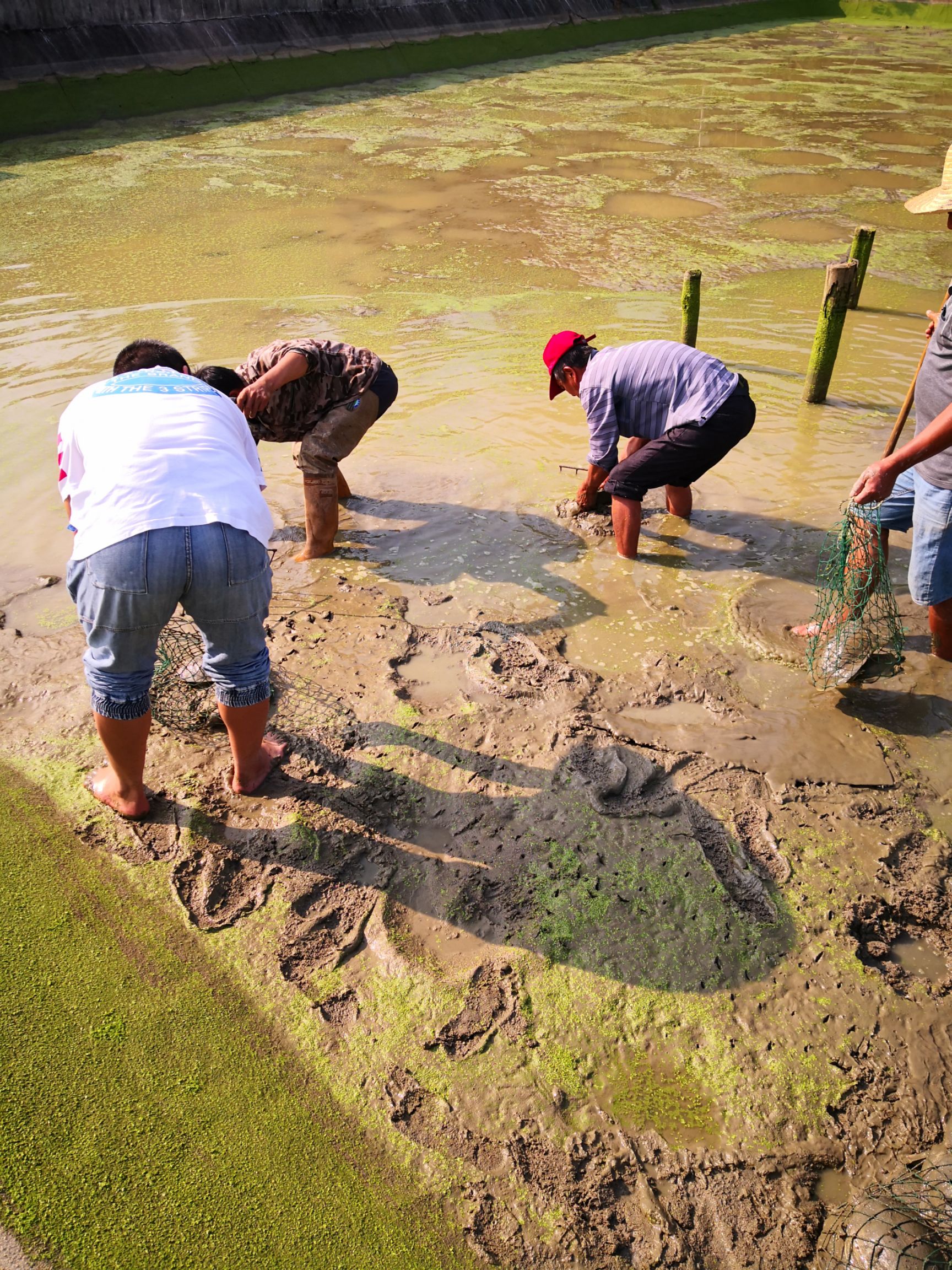 生态甲鱼苗  1两到3两小甲鱼苗日本中华甲鱼苗童子甲鱼水库鱼塘混养稻田放