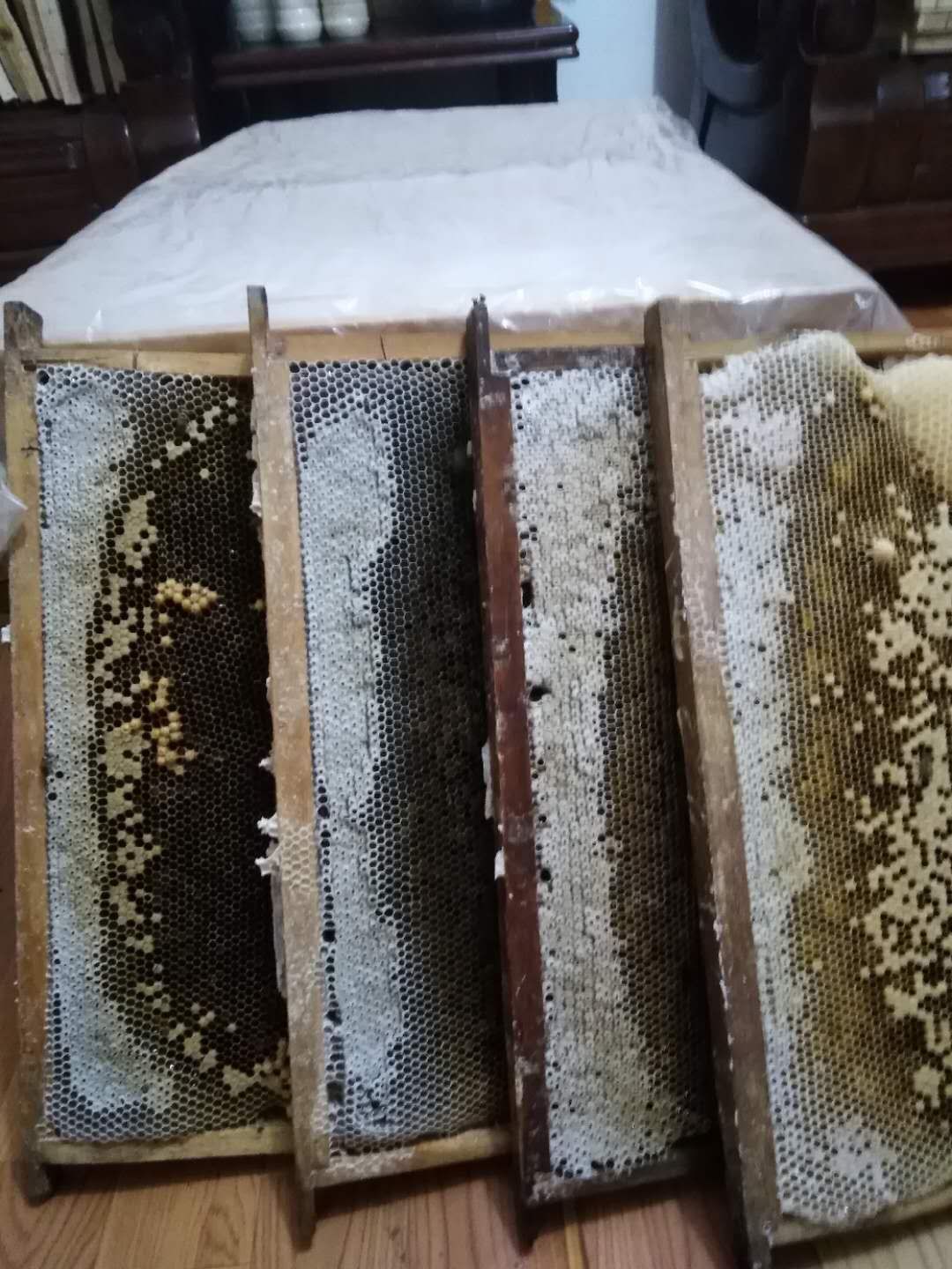 内江 中华小蜜蜂，蜂种